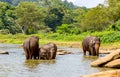 Elefants in jungle river Royalty Free Stock Photo