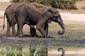 Elefants at the wetlands at the chobe river in Botswana in africa