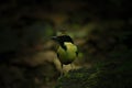 Elegan pitta, endemik bird in nusa tenggara, Indonesia