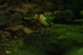Elegan pitta, endemik bird in nusa tenggara, Indonesia