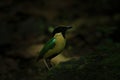 Elegan pitta, endemik bird in nusa tenggara, Indonesia