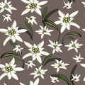 Elegance background with edelweiss flowers