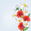 Elegance background with poppy and camomile flowers.