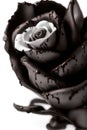 Elegance in Bloom: A Beautiful Rose for Your Special Moment