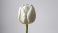 Elegance in bloom - A single white tulip