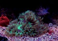 Elegance LPS Coral Catalaphyllia jardinei