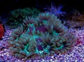 Elegance LPS Coral Catalaphyllia jardinei