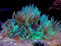 Elegance LPS Coral Catalaphyllia jardinei