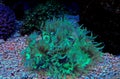 Elegance LPS Coral Catalaphyllia jardinei