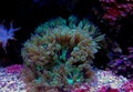 Elegance LPS Coral Catalaphyllia jardinei