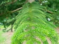 Elegance in Every Leaf - Norfolk Island Pine's Close-Up Perspective