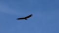 Elegance in the flight of the griffon vulture (gyps fulvus)