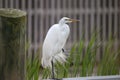 The elegance of the Great White Egret