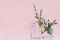 Elegance home decor - fragrant bouquet fresh rosemary in glass vase and retro bottle on white table and fashion pink background.