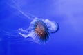 The elegance of jellyfish Royalty Free Stock Photo