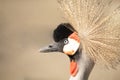 Elegance in Motion: Capturing the Grace of the Grey Crowned Crane Royalty Free Stock Photo