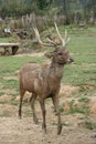 Elegance in Motion: Graceful Deer in Full Stride