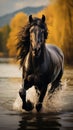 Elegance in motion A well groomed dark horse ambling along the lakeside