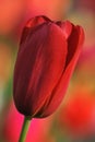 The Elegance of Nature The Unique Beauty of Red Tulips