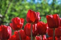 The Elegance of Nature The Unique Beauty of Red Tulips