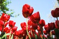 The Elegance of Nature The Unique Beauty of Red Tulips