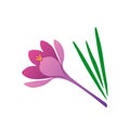 Elegance colorful purple crocus flower. Royalty Free Stock Photo