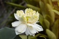 Elegance white lotus blooming with green leaves. solf clean water lilly petal blossom peaceful Royalty Free Stock Photo
