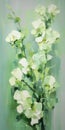 Elegant Abstraction: White Flowers In Green Frame - Large Canvas Oil Painting Royalty Free Stock Photo