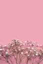 Elegant aesthetic minimalist gypsophila flower on pastel pink background, holiday floral greeting card template, Mothers day or