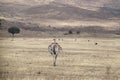 Elegant African Savannah Dancer