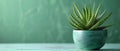 Elegant Aloe Vera Composition with Serene Backdrop. Concept Aloe Vera Plants, Elegant Composition,