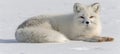 Elegant arctic fox gracefully frolicking in the pristine white snow covered landscape