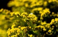 Elegant artistic closeup inflorescence of Solidago flower also known as goldenrods.