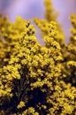 Elegant artistic closeup inflorescence of Solidago flower also known as goldenrods.