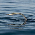 Elegant Atlantic Needlefish Soaring Above the Surface, Capturing a Dynamic Moment in Mid-Air Royalty Free Stock Photo