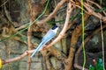 Azure-winged Magpie (Cyanopica cyanus) Outdoors