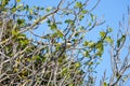 Azure-winged Magpie (Cyanopica cyanus) Outdoors