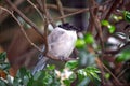 Azure-winged Magpie (Cyanopica cyanus) Outdoors