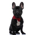 Elegant baby french bulldog pup wearing bowtie and looking up