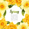 Elegant background with yellow daffodil narcissus. Spring flower with stem and leaves. Realistic pattern