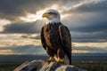 An elegant bald eagle perched majestically on a rocky outcrop, its sharp eyes gazing into the distance