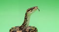 Elegant Ball Python Isolated on Green Screen Background Displaying its Forked Tongue Patterned Scales in Studio Royalty Free Stock Photo