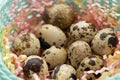 In an elegant basket in multi-colored tinsel are quail eggs. Easter concept