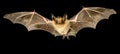 Elegant bat gracefully flying at night, soaring majestically through the dark sky Royalty Free Stock Photo
