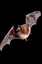 Elegant bat gracefully soaring through the dark night sky in a mesmerizing display Royalty Free Stock Photo