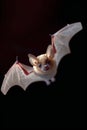 Elegant bat gracefully soaring through the dark night sky in a mesmerizing display Royalty Free Stock Photo