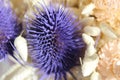 Elegant and beautiful dried thistle flower Royalty Free Stock Photo