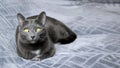 Elegant beautiful gray cat lies on a gray bedspread