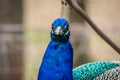 An Elegant and Beautiful Peacock is Posing for the Camera. Close Up View of a Peacock Head. Nice Bright Blue Colors. Royalty Free Stock Photo