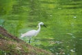 An elegant and beautiful white heron bird, fishing in a lush Thai garden park-lake.